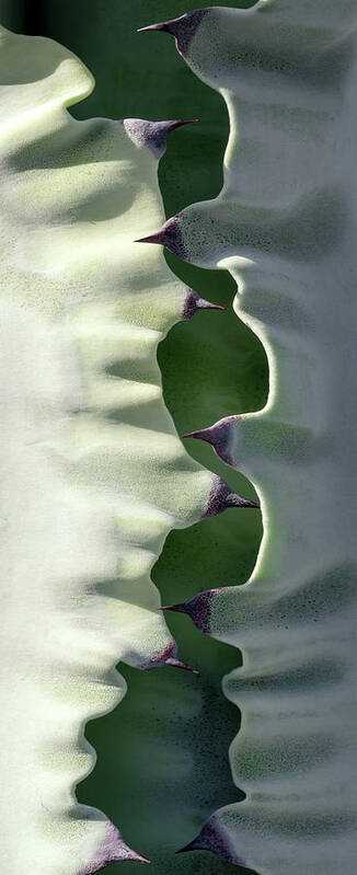 Cactus Poster featuring the photograph Agave Cactus by Christopher Johnson