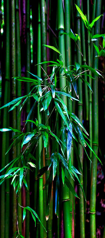 Bamboo Tropical Maui Hawaii Hana Jungle Tropics Poster featuring the photograph Bamboo by James Roemmling