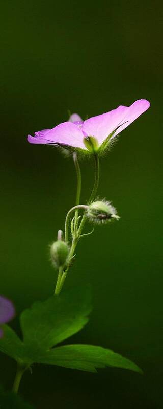 Wildflower Poster featuring the photograph Wild Geranium in Lost Valley by Michael Dougherty