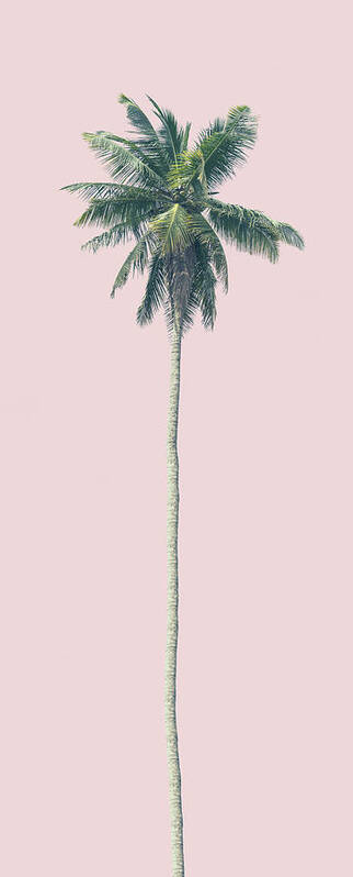 Palm Poster featuring the photograph Pink Palm by Andrew Paranavitana