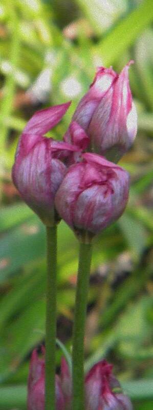 Bloom Poster featuring the photograph Struggle to bloom by Manuela Constantin