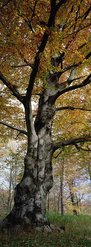 Mp Poster featuring the photograph Tree In The Black Forest, Germany by Konrad Wothe