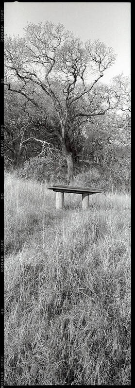 Photography Poster featuring the photograph Trv63 - Novato Oak by Alan Blaustein