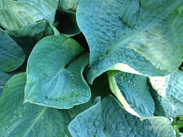 Hosta Poster featuring the photograph Hosta by Chris Van Es