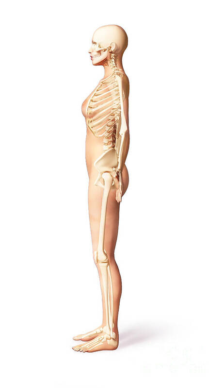 Three Dimensional Poster featuring the digital art Female Standing, With Skeletal Bones #1 by Leonello Calvetti