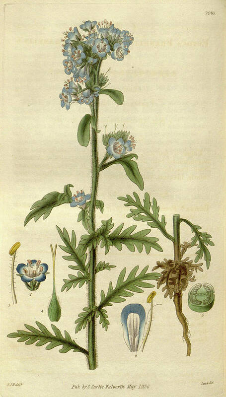 1785 Poster featuring the drawing Botanical Print By Sir William Jackson Hooker #15 by Quint Lox