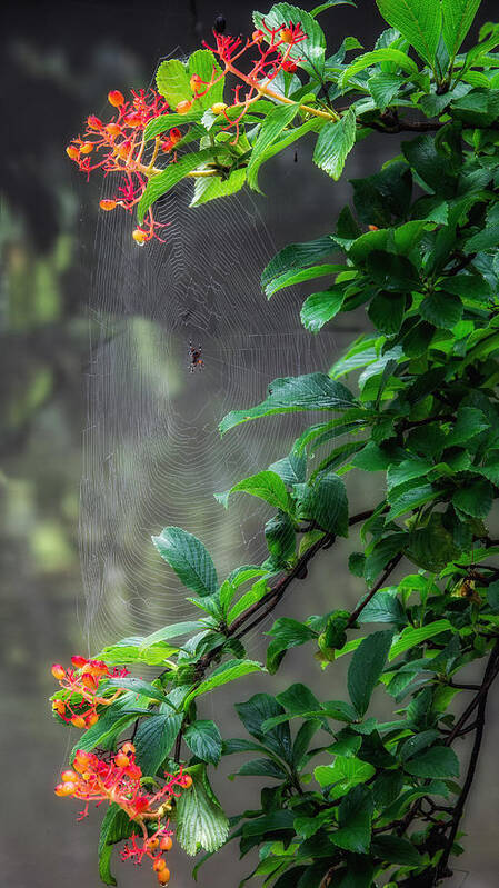 Spider Poster featuring the photograph Along Came A Spider by Bill Wakeley