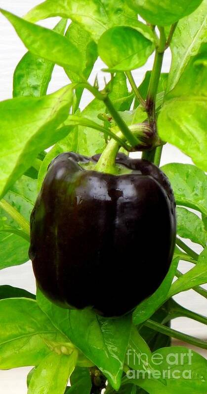 Bell Poster featuring the photograph Black Bell Pepper by Renee Trenholm