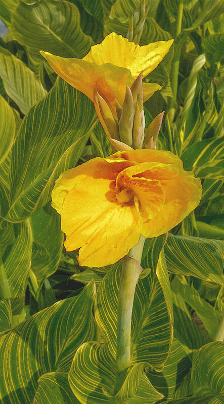 Cana Desperes Lodge Flower Yellow Green Poster featuring the photograph Canna Lily Artified by David Coblitz