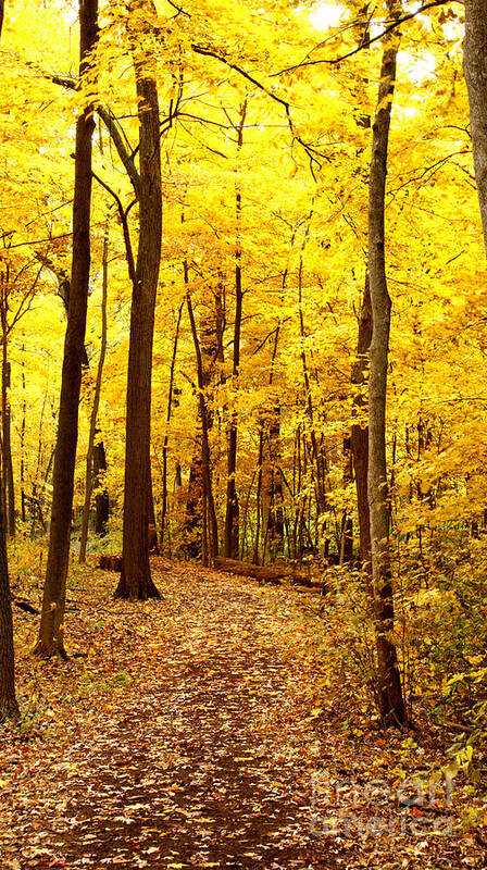 Autumn Poster featuring the photograph Golden Path by Valerie Fuqua