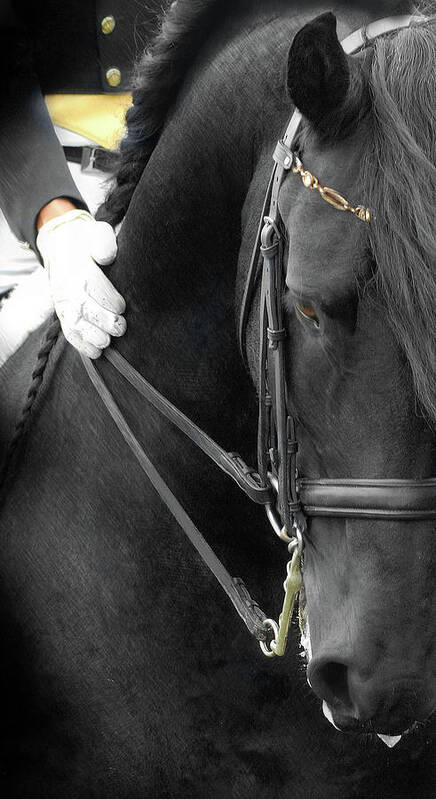 Friesian Competition Poster featuring the photograph Good Boy by Fran J Scott