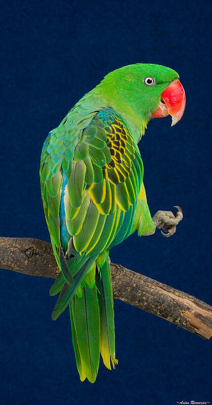 Great-billed Poster featuring the photograph Great-billed Parrot 1 by Avian Resources