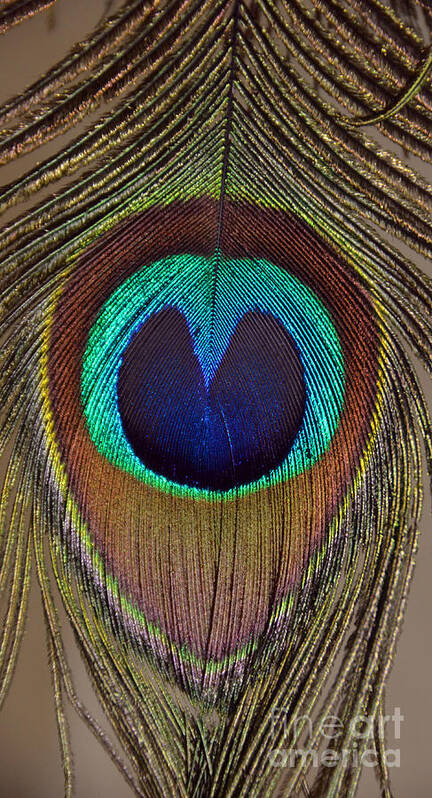 Peacock Feather Poster featuring the photograph Heart of a Peacock Feather by Debra Thompson