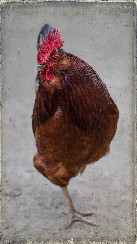 Chicken Poster featuring the photograph Look Ma by Jean-Pierre Ducondi