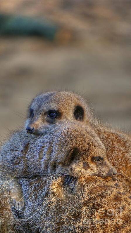 Africa Poster featuring the photograph Meerkat Snuggle by MSVRVisual Rawshutterbug