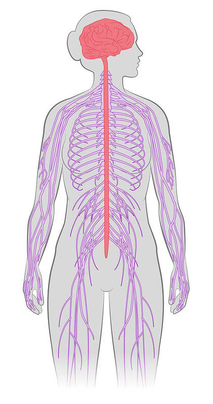 Cns Poster featuring the photograph Nervous System, Illustration by MedicalWriters