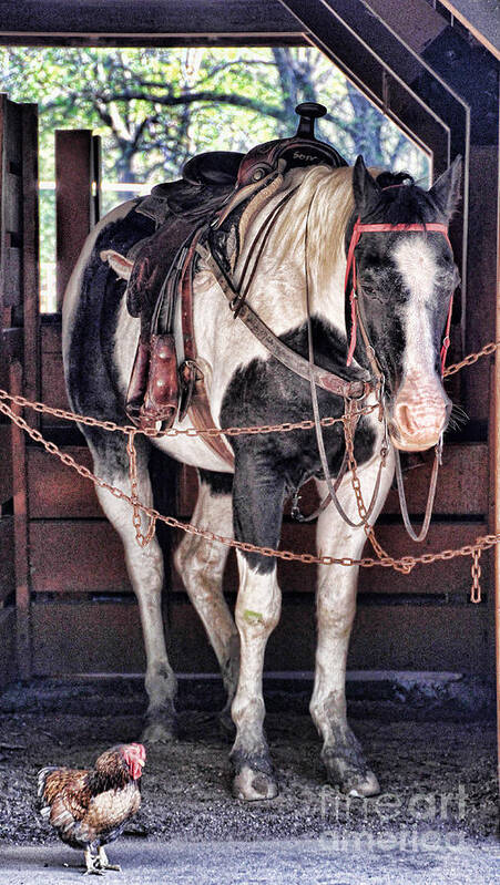 Horse Poster featuring the photograph Off the Clock by Elizabeth Winter