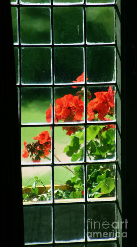 Plants Poster featuring the photograph Red Geranium Through Leaded Window by Art MacKay