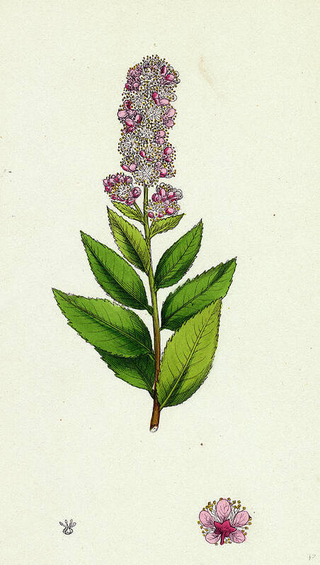 19th Century Poster featuring the drawing Spiraea Salicifolia Willow-leaved Spiraea by English School