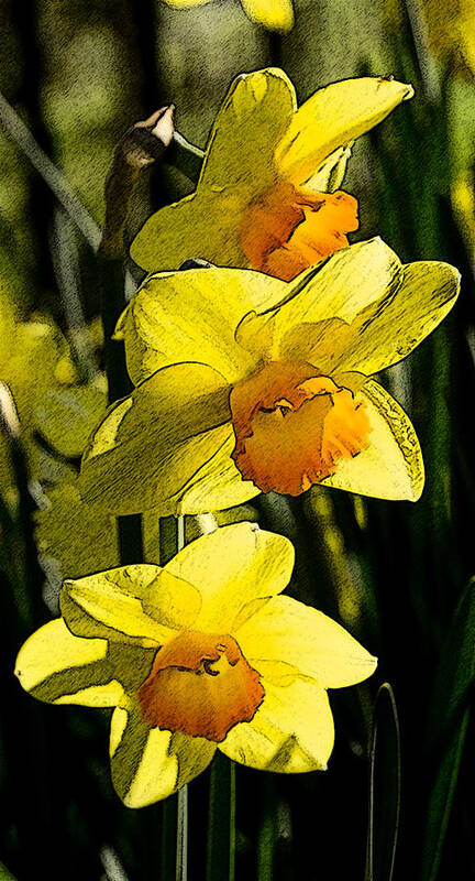 Narcissus Poster featuring the digital art Sumi-e in yellow by Elena Perelman