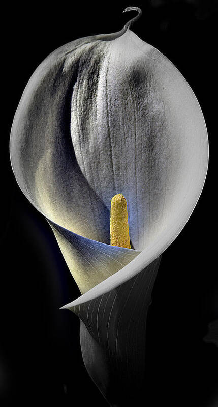 Calalilly; Cala; Lilly; Close-up; Close; Fine Art; Photo Composite; Flowers; Fine Art Photography; Art. Wildlife Poster featuring the photograph Calalilly5 by Rob Outwater