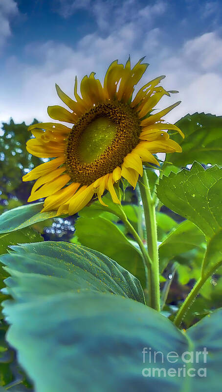 Sunflower Poster featuring the photograph Soaking up the Sun by Brenda Giasson