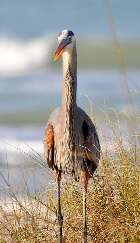 Great Blue Heron Poster featuring the photograph Great Blue Heron #1 by Rose Hill