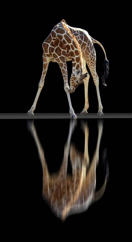 Animal Poster featuring the photograph 233 by Peter Holme III