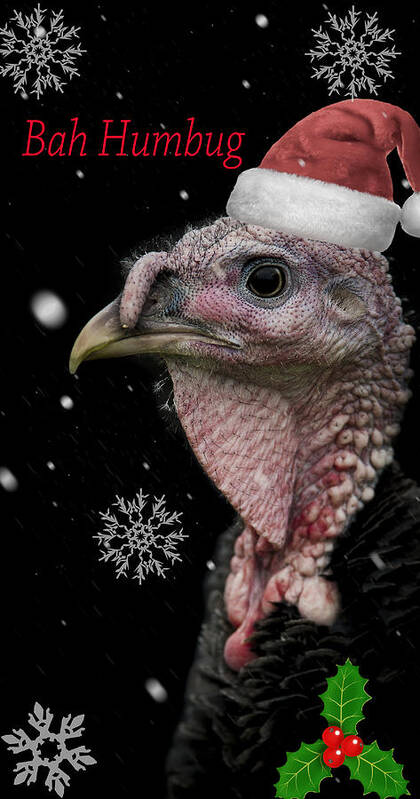 Turkey Poster featuring the photograph Bah Humbug by Paul Neville