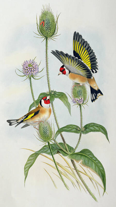 Goldfinch Poster featuring the painting Goldfinches by John Gould