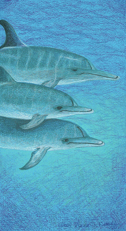 Dolphins Poster featuring the drawing Greetings by Anne Katzeff