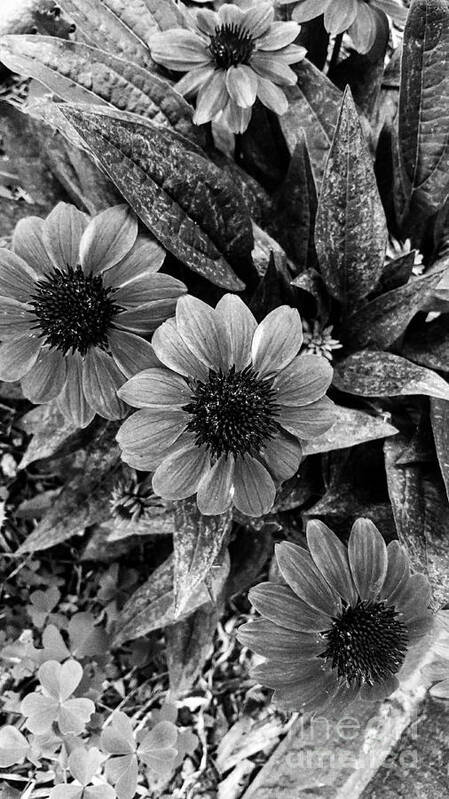 Echinacea Poster featuring the photograph Hold On A little Longer by Rachel Hannah