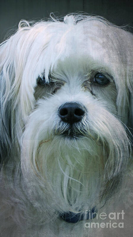 Dog Poster featuring the photograph I Can Explain - Dog Mania Print by Ella Kaye Dickey