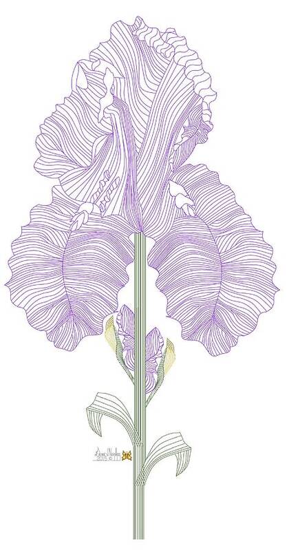 Anne V . Norskog Original Digital Art; Iris Line Drawing Poster featuring the painting Iris Line Drawing Two by Anne Norskog