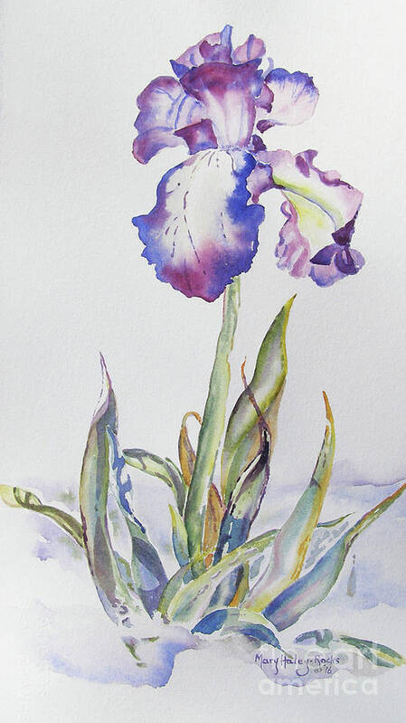 Iris Poster featuring the painting Iris Passion by Mary Haley-Rocks