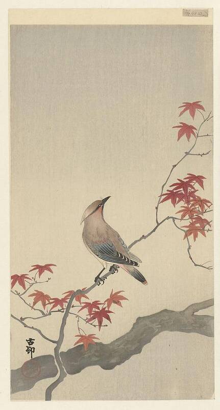 Japanese Waxwing On Maple Poster featuring the painting Japanese Waxwing on maple by Ohara Koson