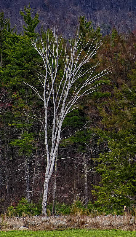 Contoocook Poster featuring the photograph Life's A Birch No.1 by Mark Myhaver
