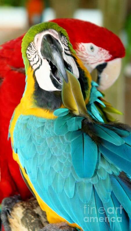 Macaw Poster featuring the photograph Macaws at Jungle Gardens XVIII by Sheryl Unwin