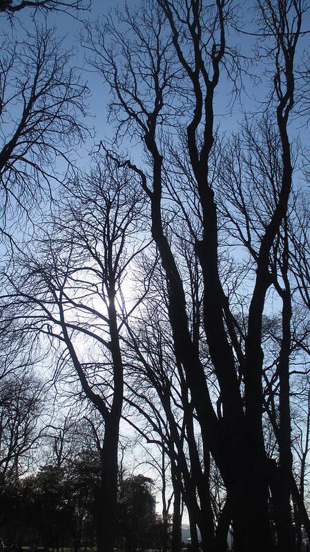 Trees Poster featuring the photograph Magnificent Trees by Anamarija Marinovic