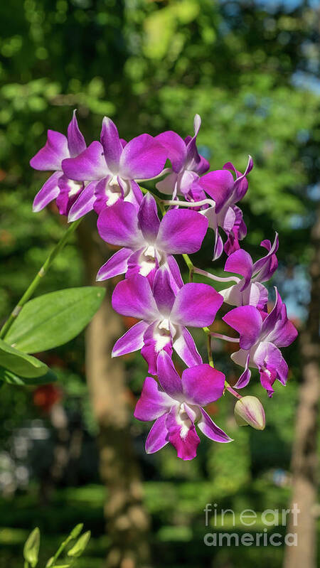 Orchid Poster featuring the photograph Orchid by Que Siam