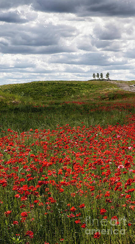 Poppy Field Poster featuring the photograph Poppy Field by Timothy Johnson