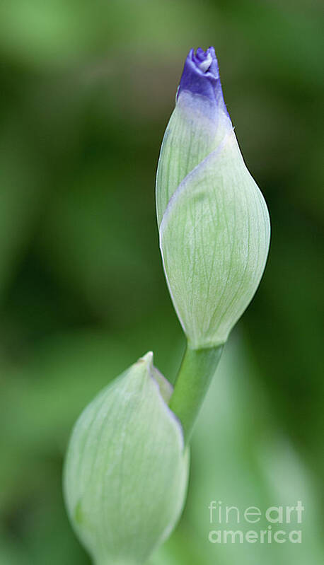 Iris Poster featuring the photograph Ready to Bloom by Sherry Hallemeier