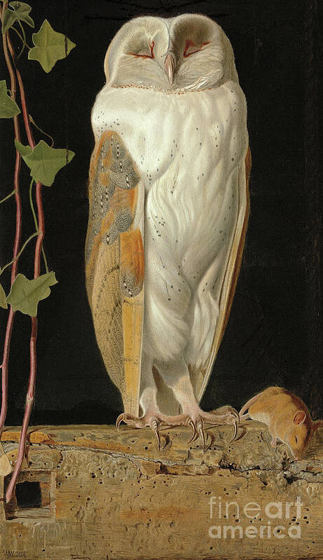 The White Owl by William J Webbe - Fine Art America