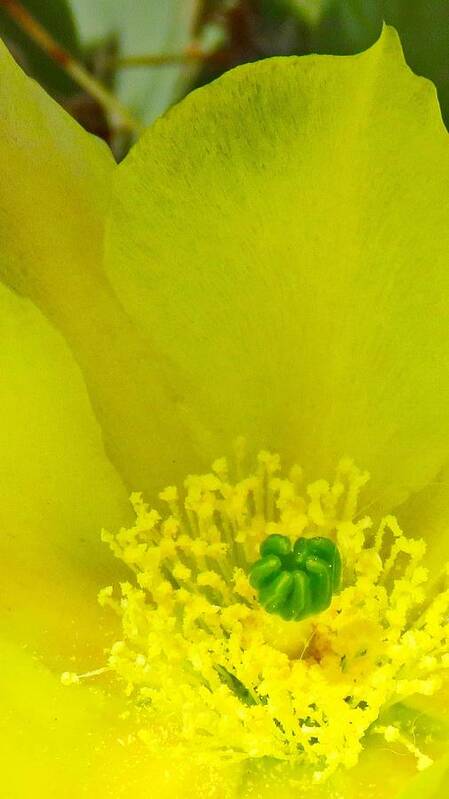  Arizona Poster featuring the photograph Yellow Bloom 1 - Prickly Pear Cactus by Judy Kennedy