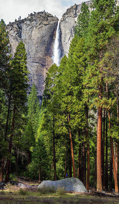 California Poster featuring the photograph Yosemite Falls with pine trees by Roslyn Wilkins
