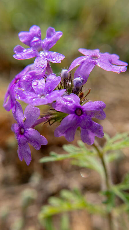 Flower Poster featuring the photograph Resilience by Ivars Vilums