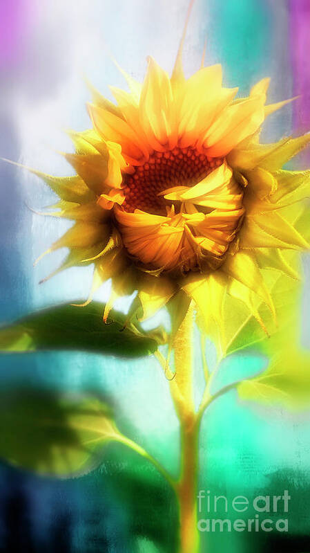 Sunflower Poster featuring the digital art Sunflower Hugs by Janie Johnson