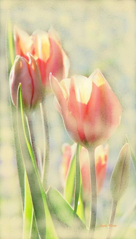 Tulips Poster featuring the photograph The Scent of Tulips by Angela Davies
