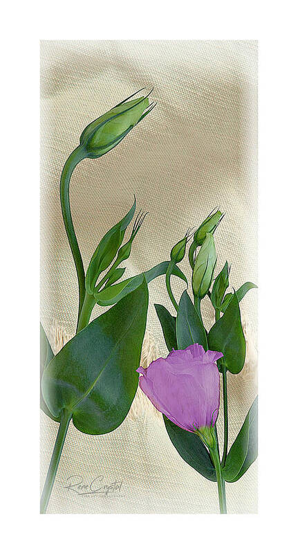 Lisianthus Poster featuring the photograph A Budding Delight by Rene Crystal