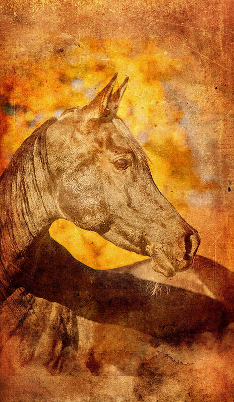 Arabian Horse Poster featuring the digital art Arabian horse portrait blended on old paper by Nicko Prints
